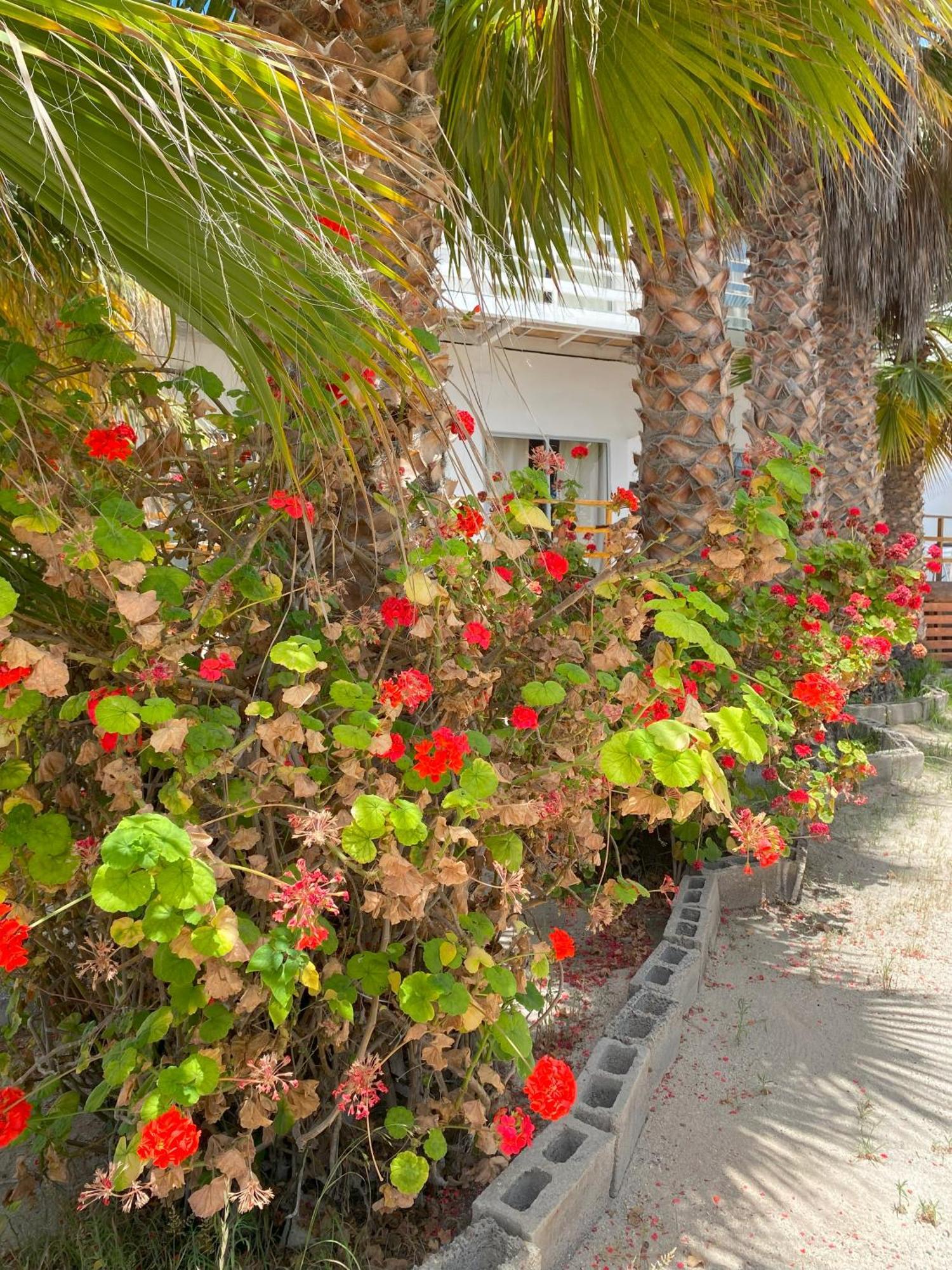Hotel & Cabanas El Mirador קלדרה מראה חיצוני תמונה